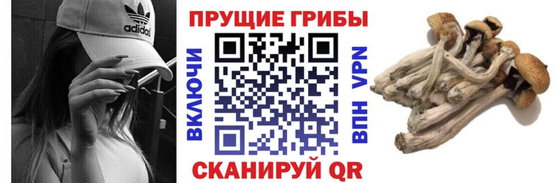 blacksprut как войти  Керчь  Псилоцибиновые грибы прущие грибы 